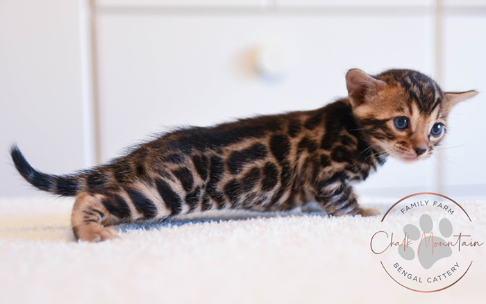 Bengal kitten for sale